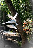 3 birds flying